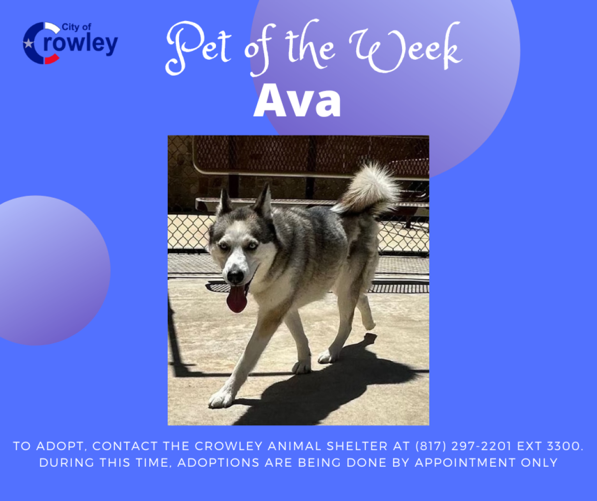 Ava, Pet of the Week