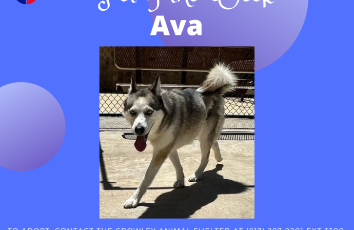 Ava, Pet of the Week