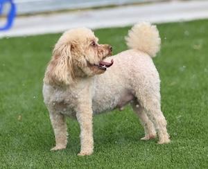 Dog3