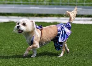 Dog3