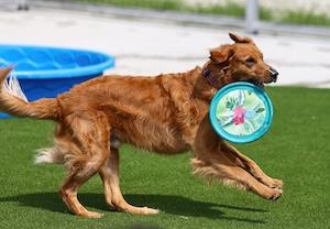 Dog4