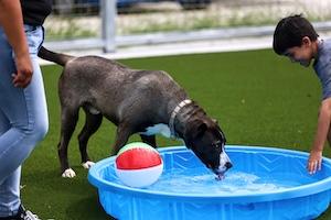 Dog5
