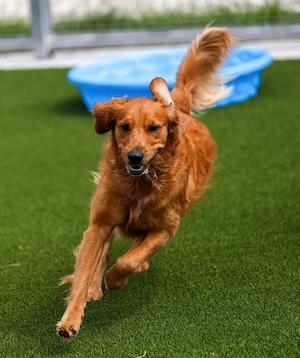 Dog5